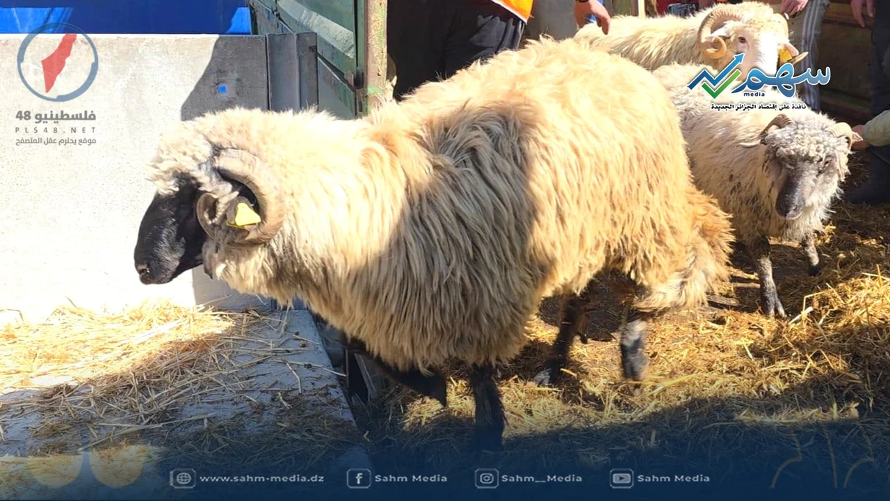 تطورات مهمة في منصة أضاحي تثير اهتمام المسجلين بعد تحديث جديد للنظام